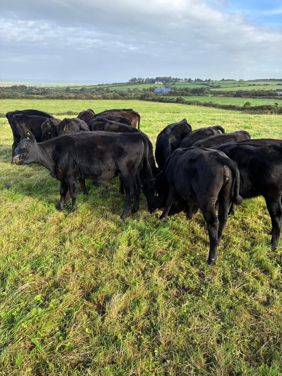 Heifers for sale - Image 1
