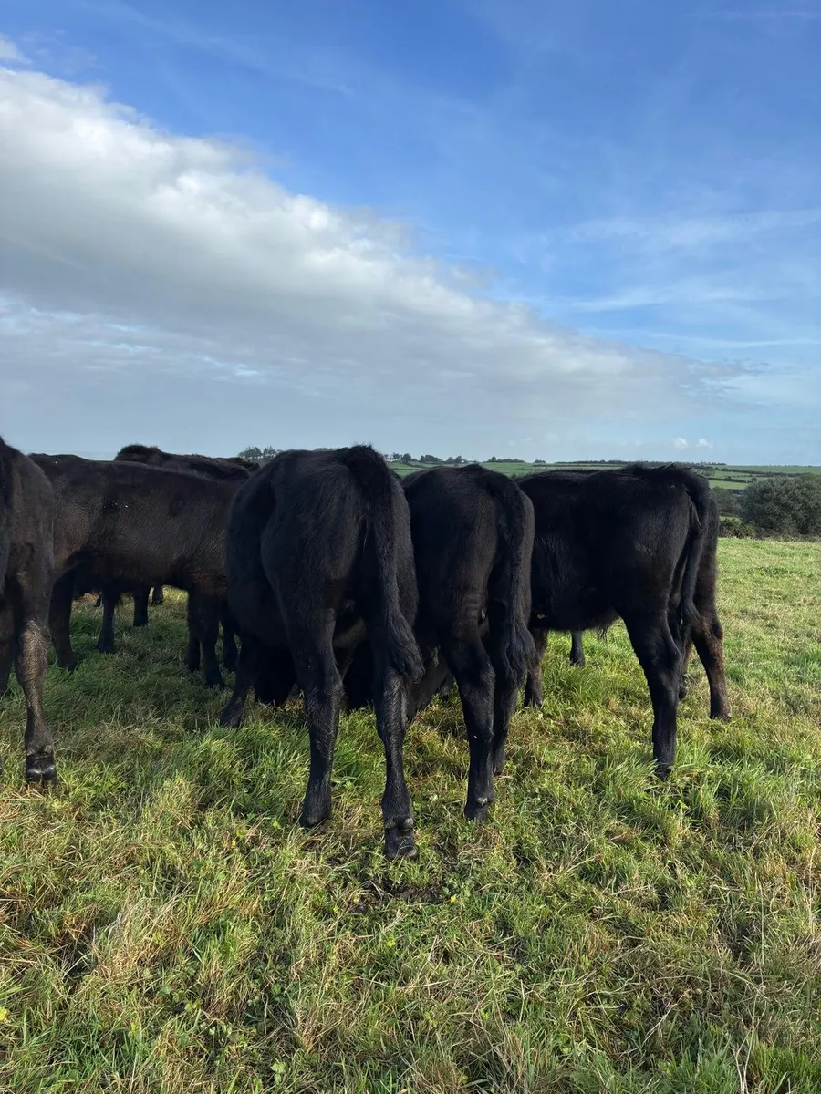 Heifers for sale - Image 2
