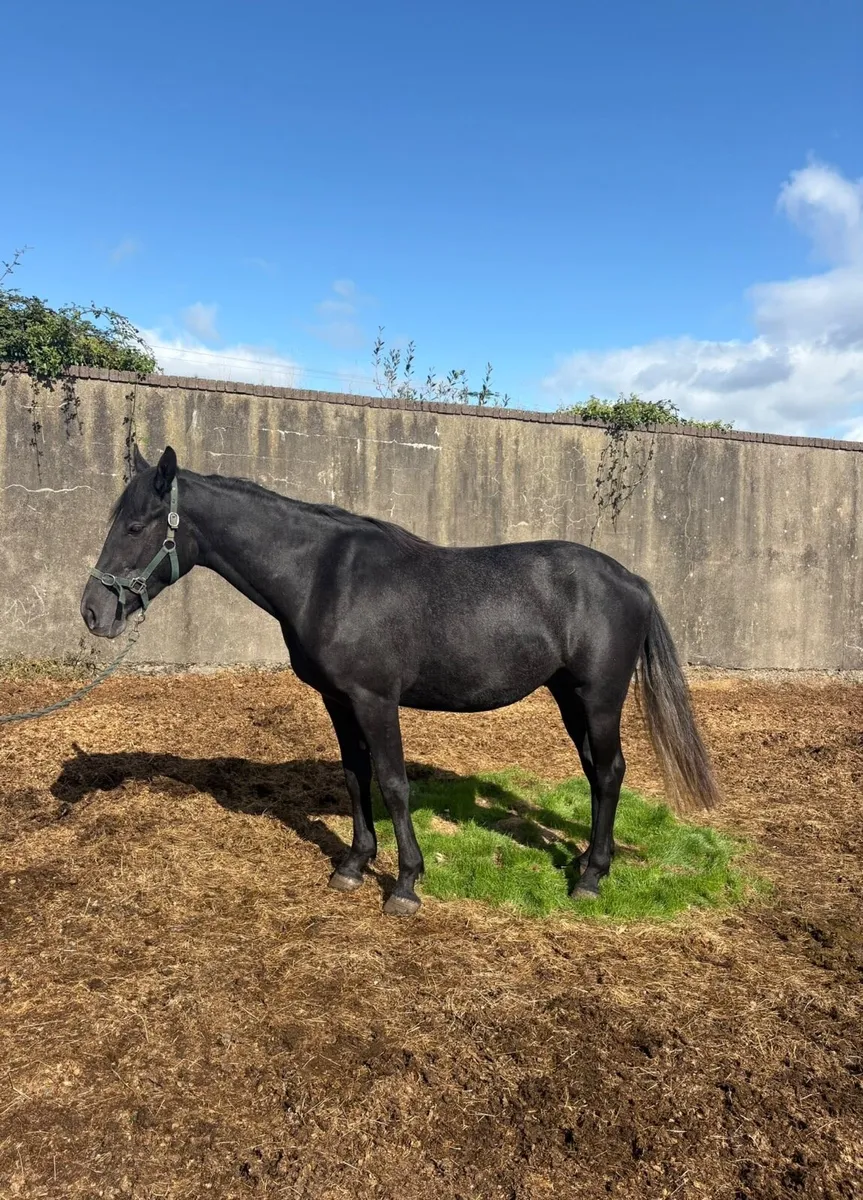 3 Year Old Gelding For Sale - Image 2