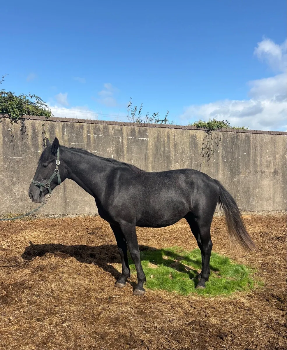 3 Year Old Gelding For Sale - Image 1