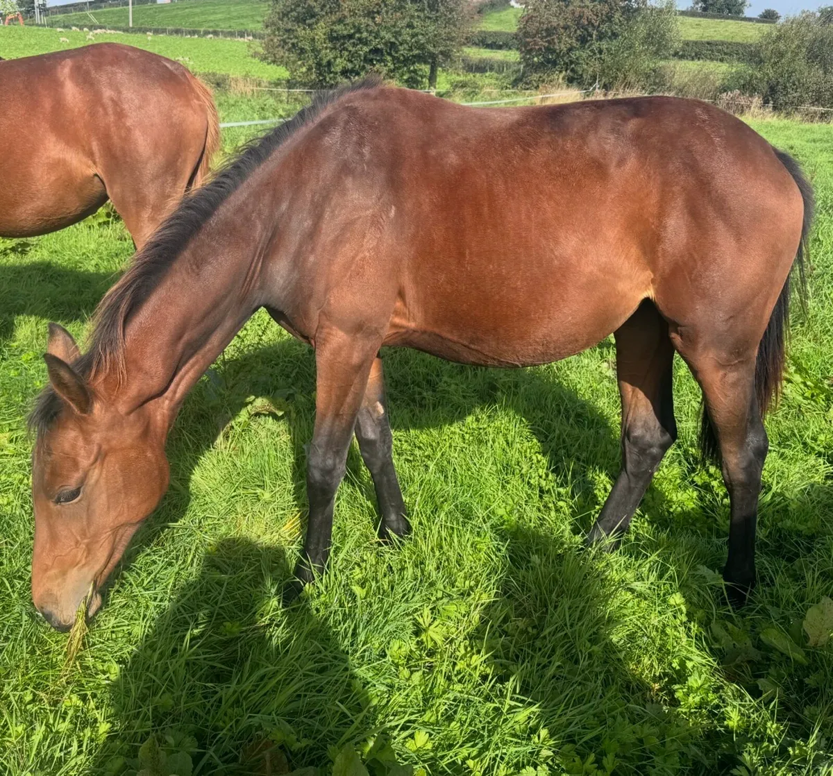 Yearling Quidam de revel lines - Image 1
