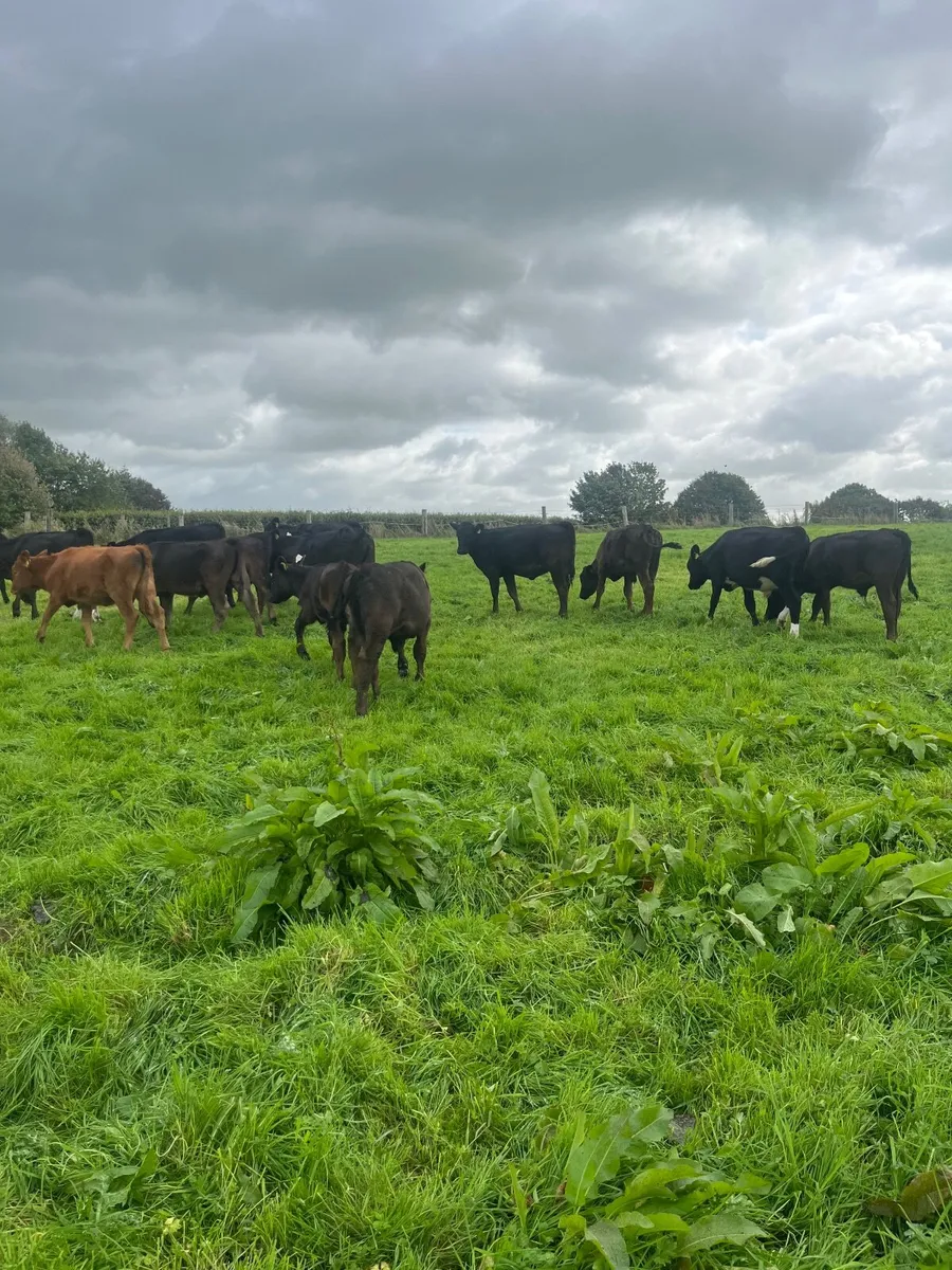 Weanlings - Image 3