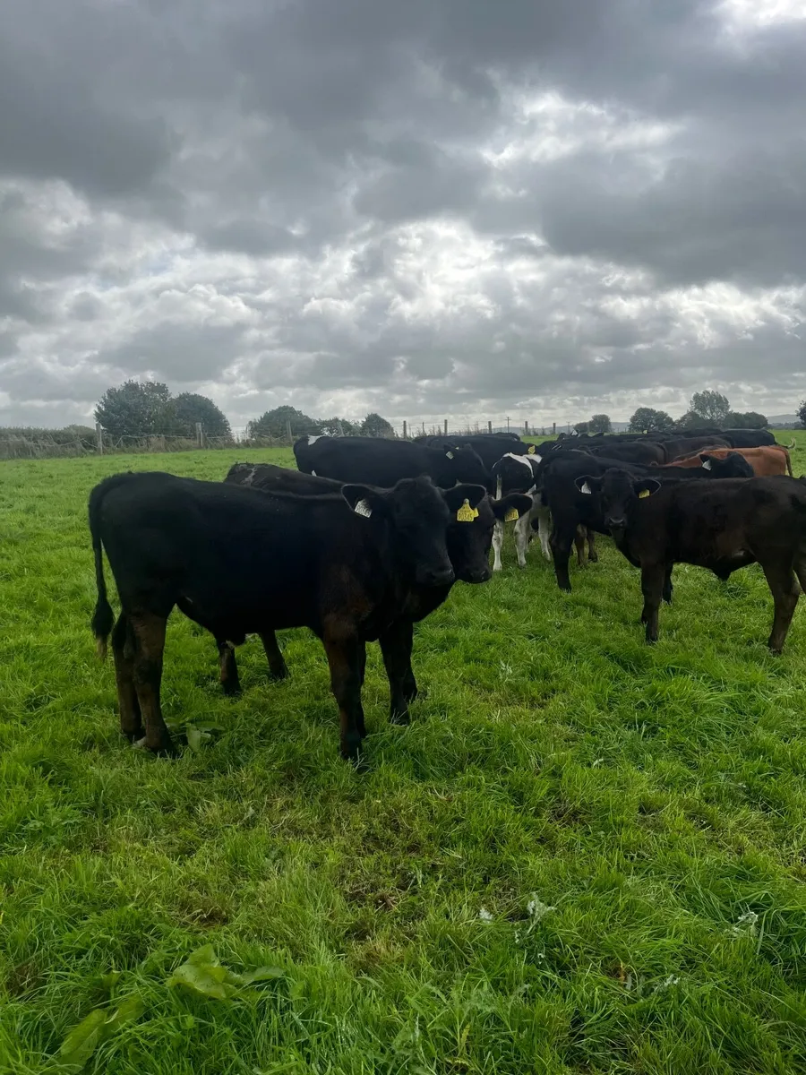 Weanlings - Image 1
