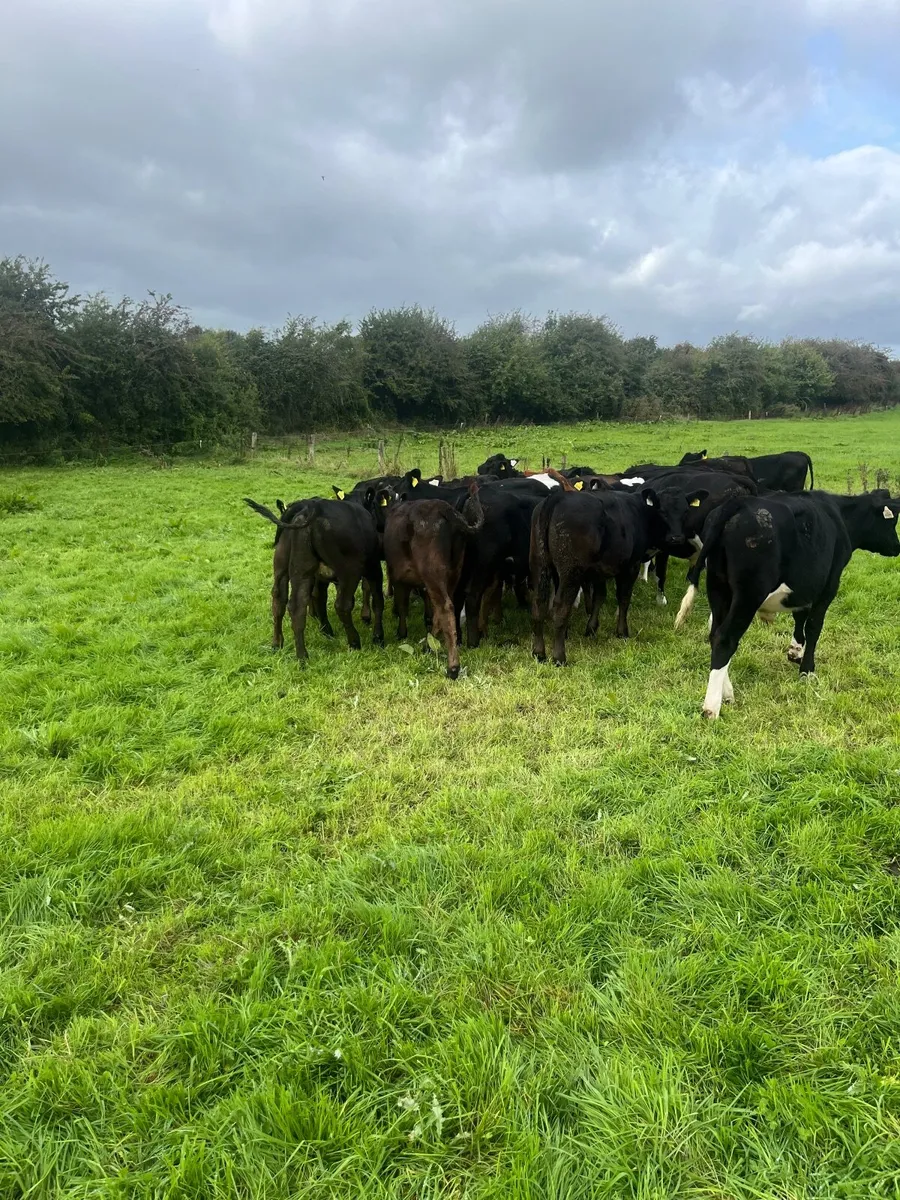 Weanlings - Image 2