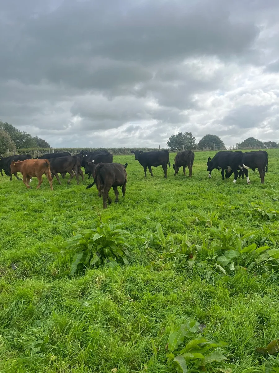 Weanlings - Image 4