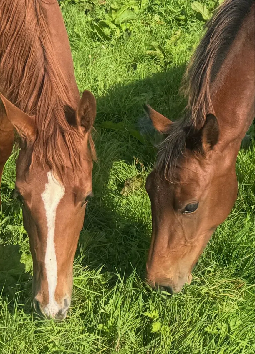 Yearling Quidam de revel lines - Image 4