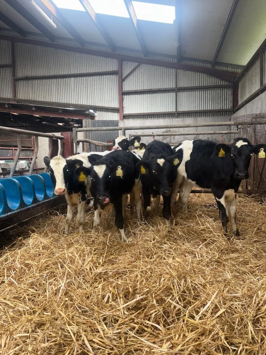 Friesian Heifer calves - Image 3