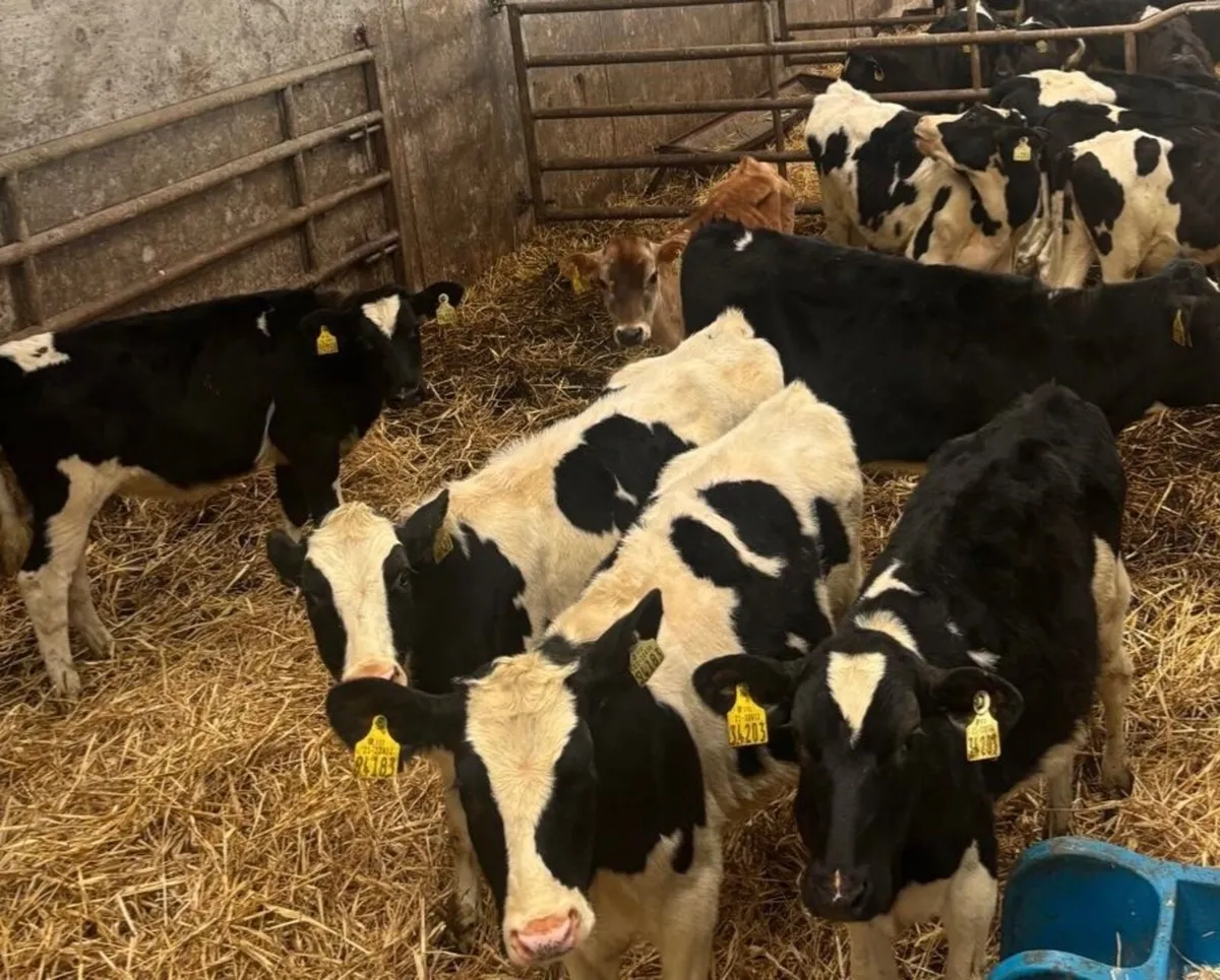 Friesian Heifer calves - Image 4