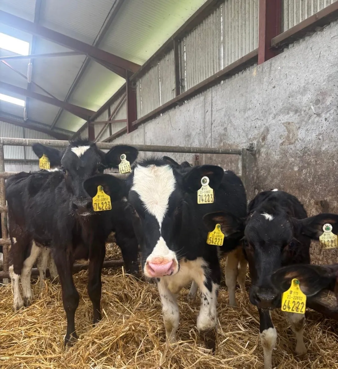 Friesian Heifer calves - Image 1