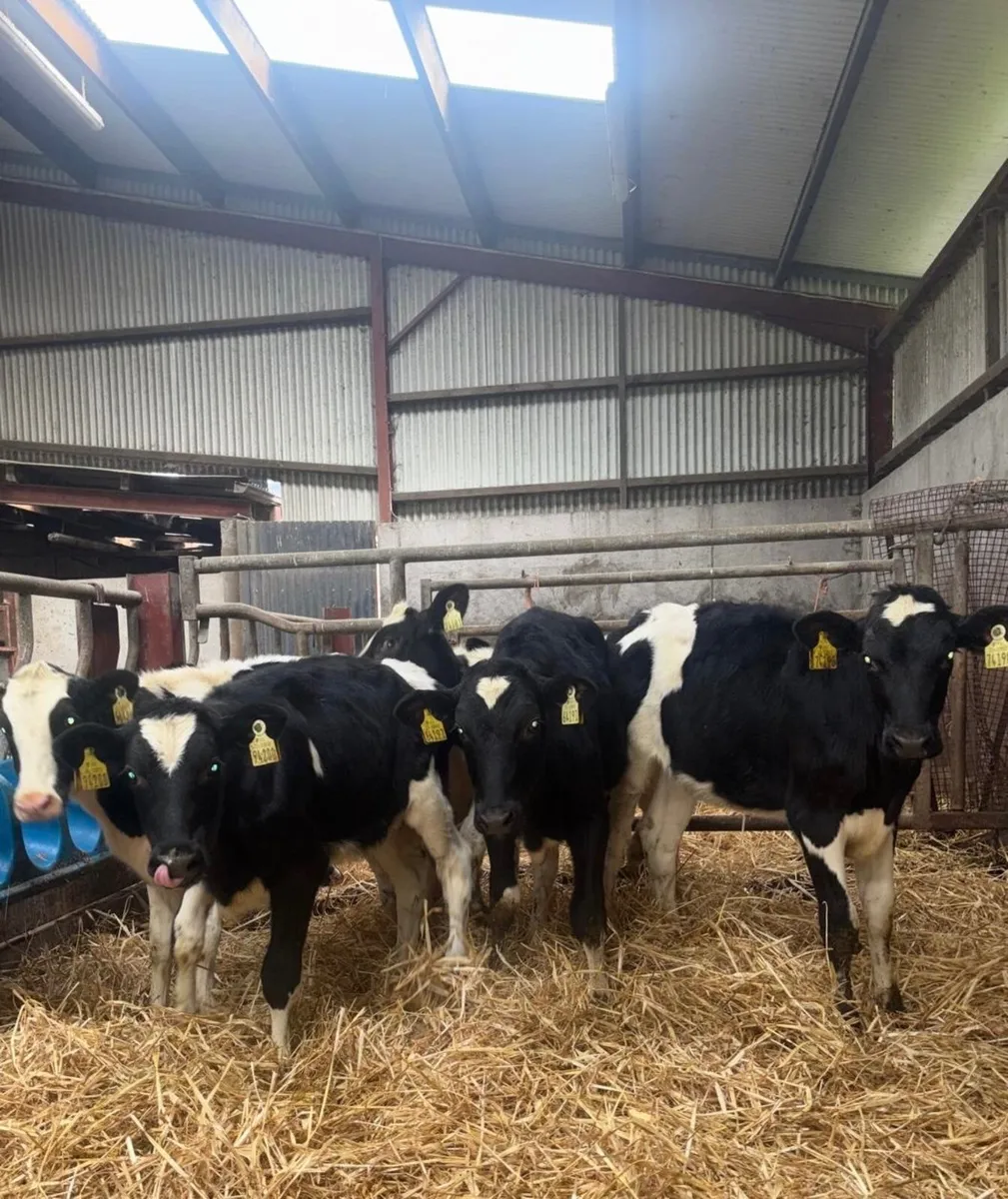Friesian Heifer calves - Image 2