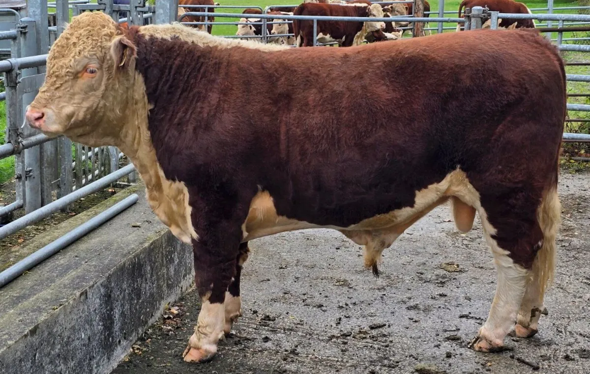 Pedigree Hereford Bulls for Sale - Image 1