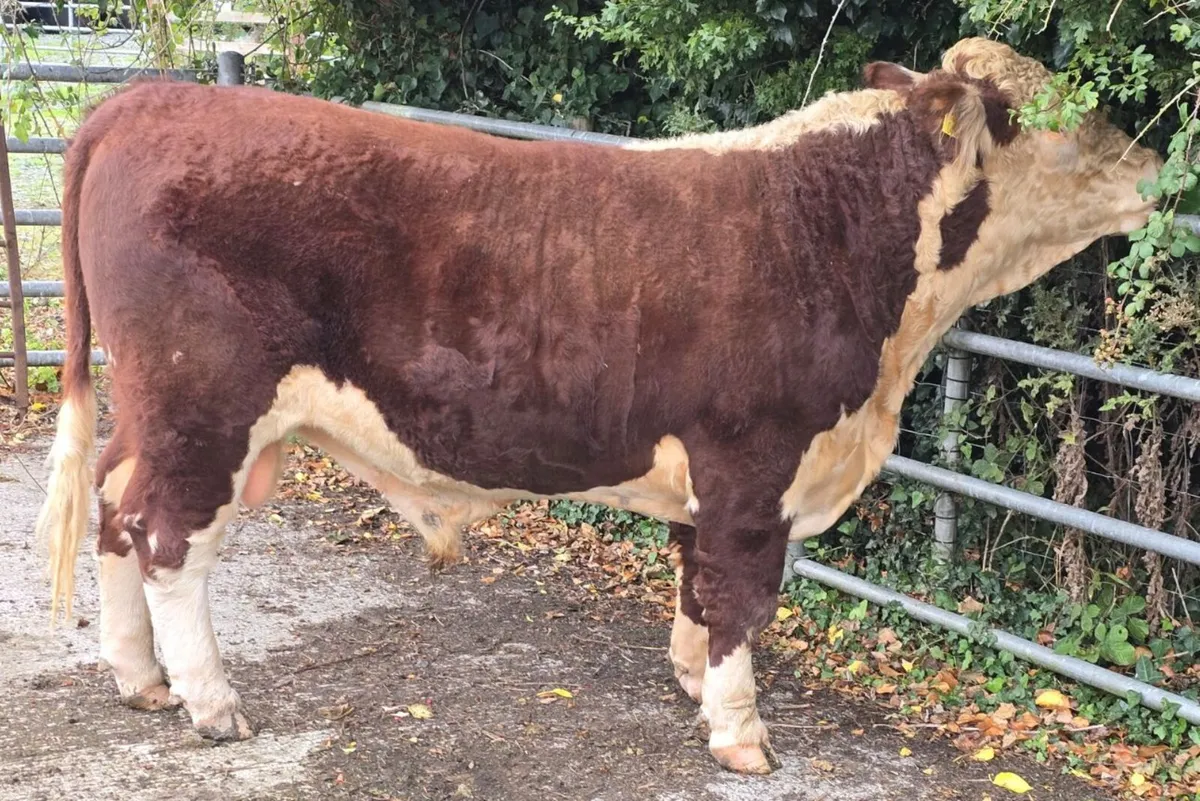 Pedigree Hereford Bulls for Sale - Image 2