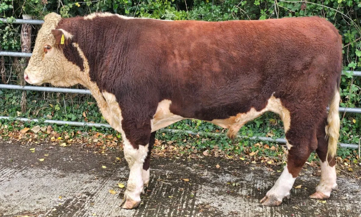Pedigree Hereford Bulls for Sale - Image 3