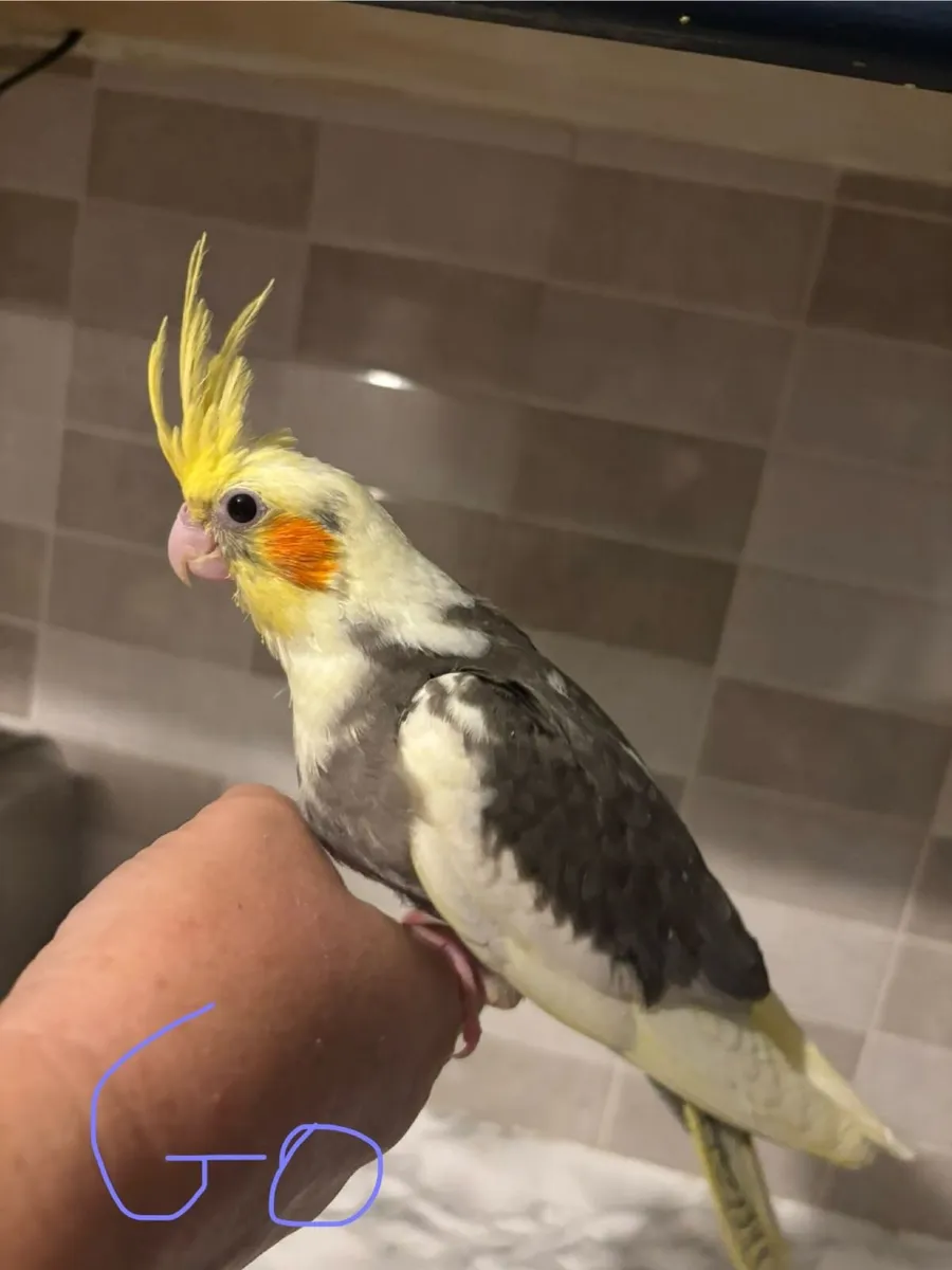 Handrared cockatiels - Image 4