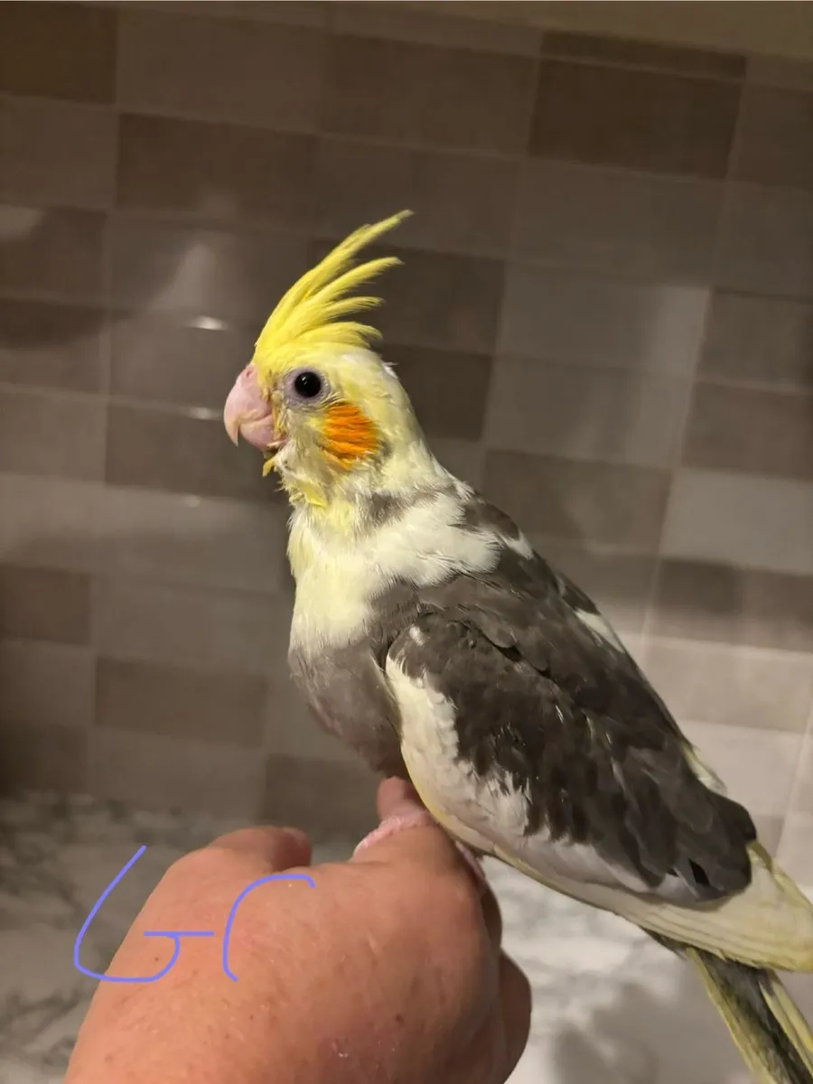 Handrared cockatiels - Image 2