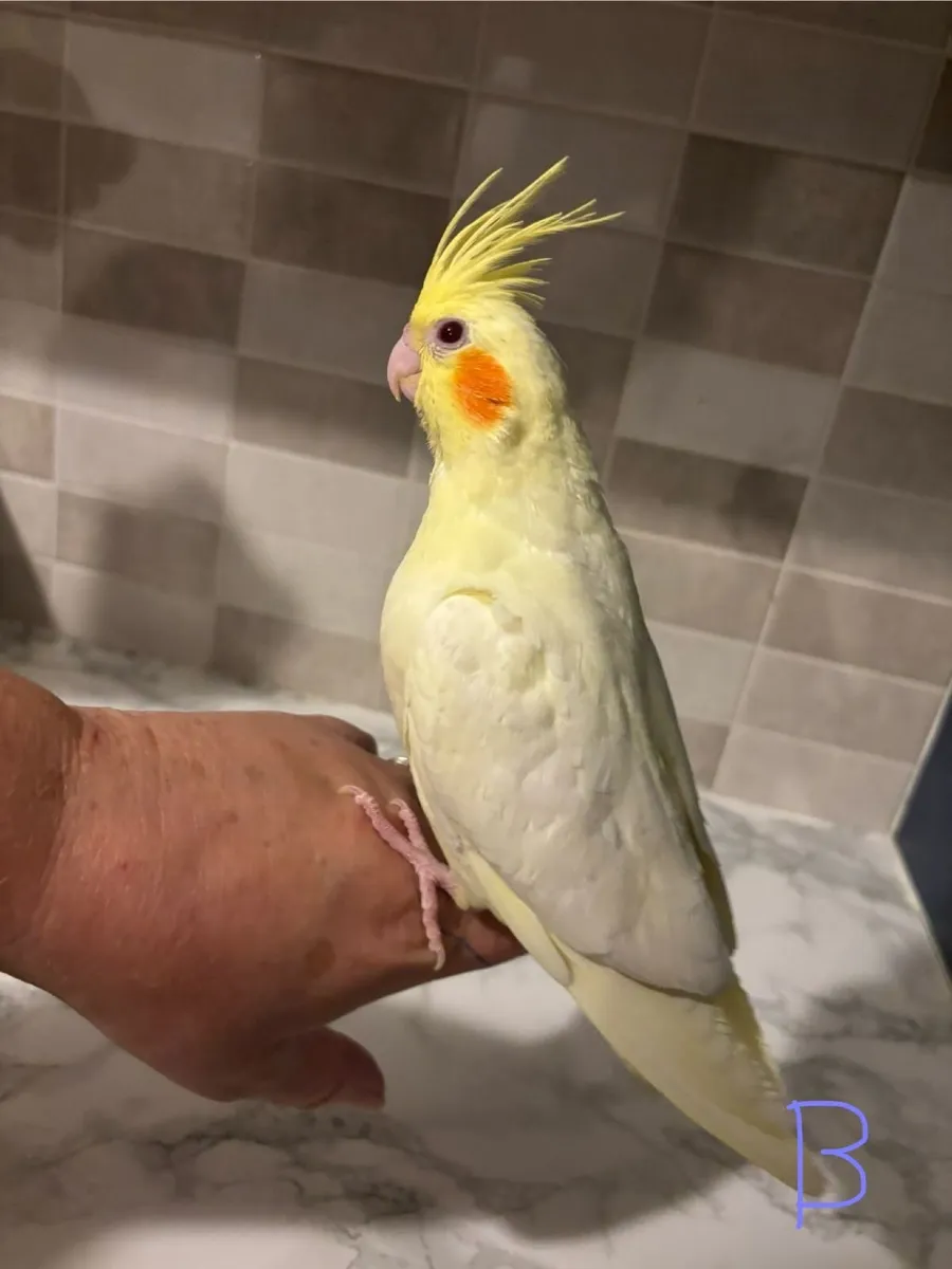Handrared cockatiels - Image 1