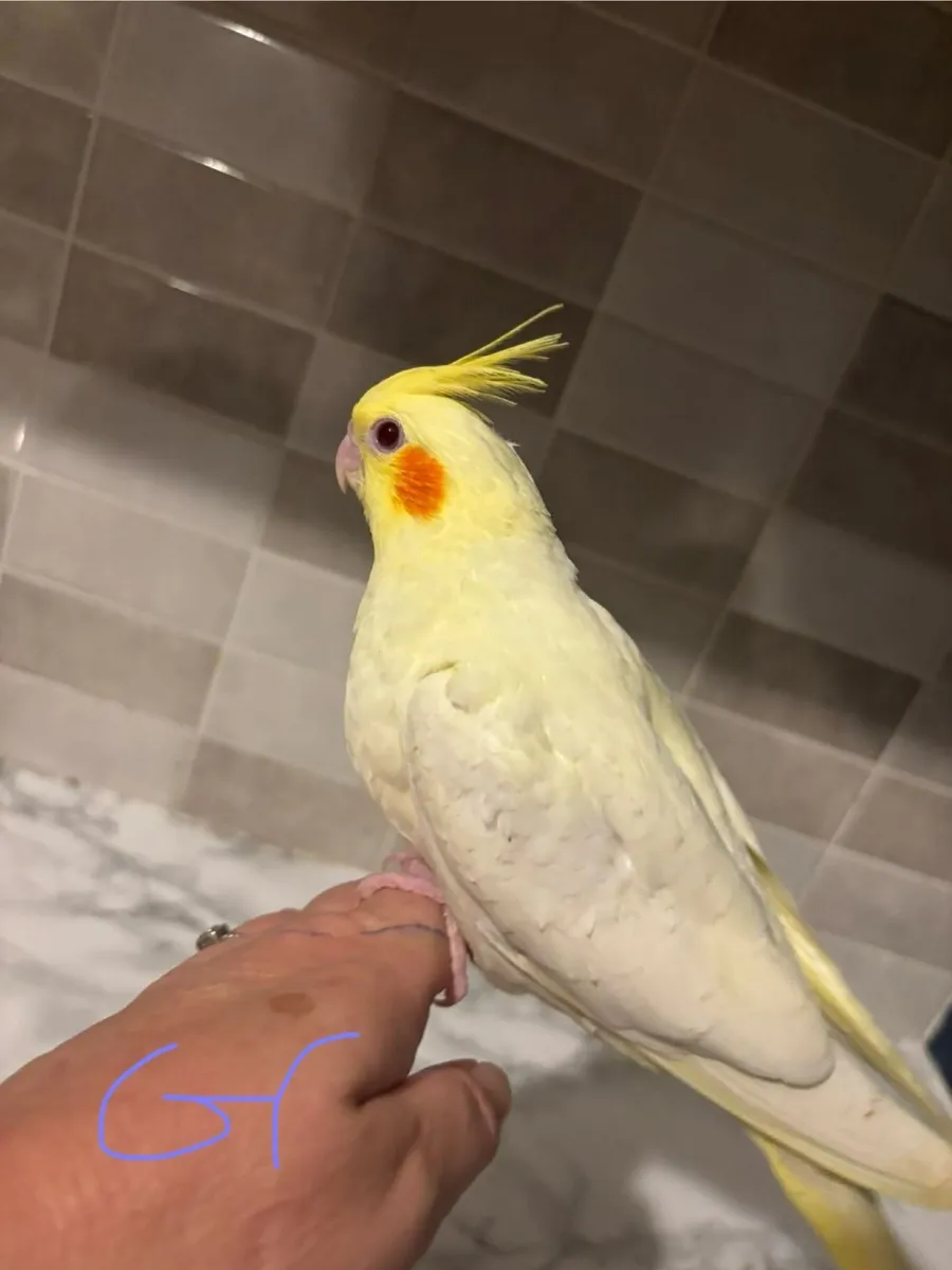 Handrared cockatiels - Image 3