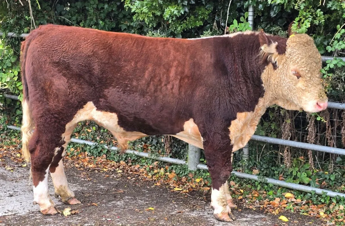 Pedigree Hereford Bulls for Sale - Image 4