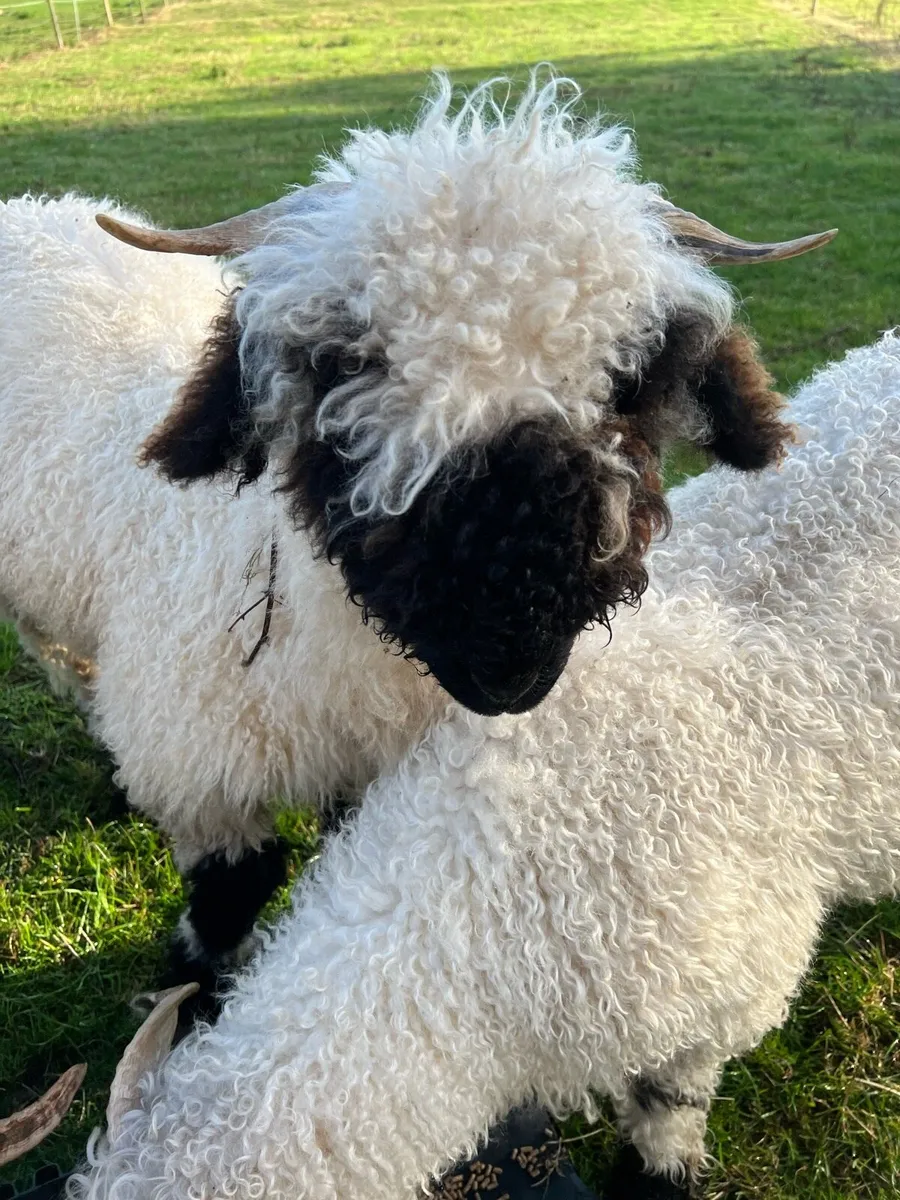 Valais black nose - Image 1