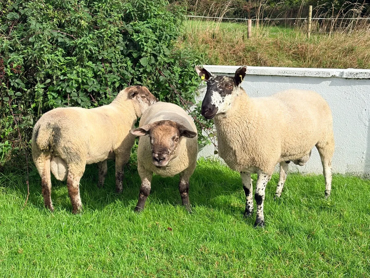 Suftex Milford and texel shearling rams - Image 3