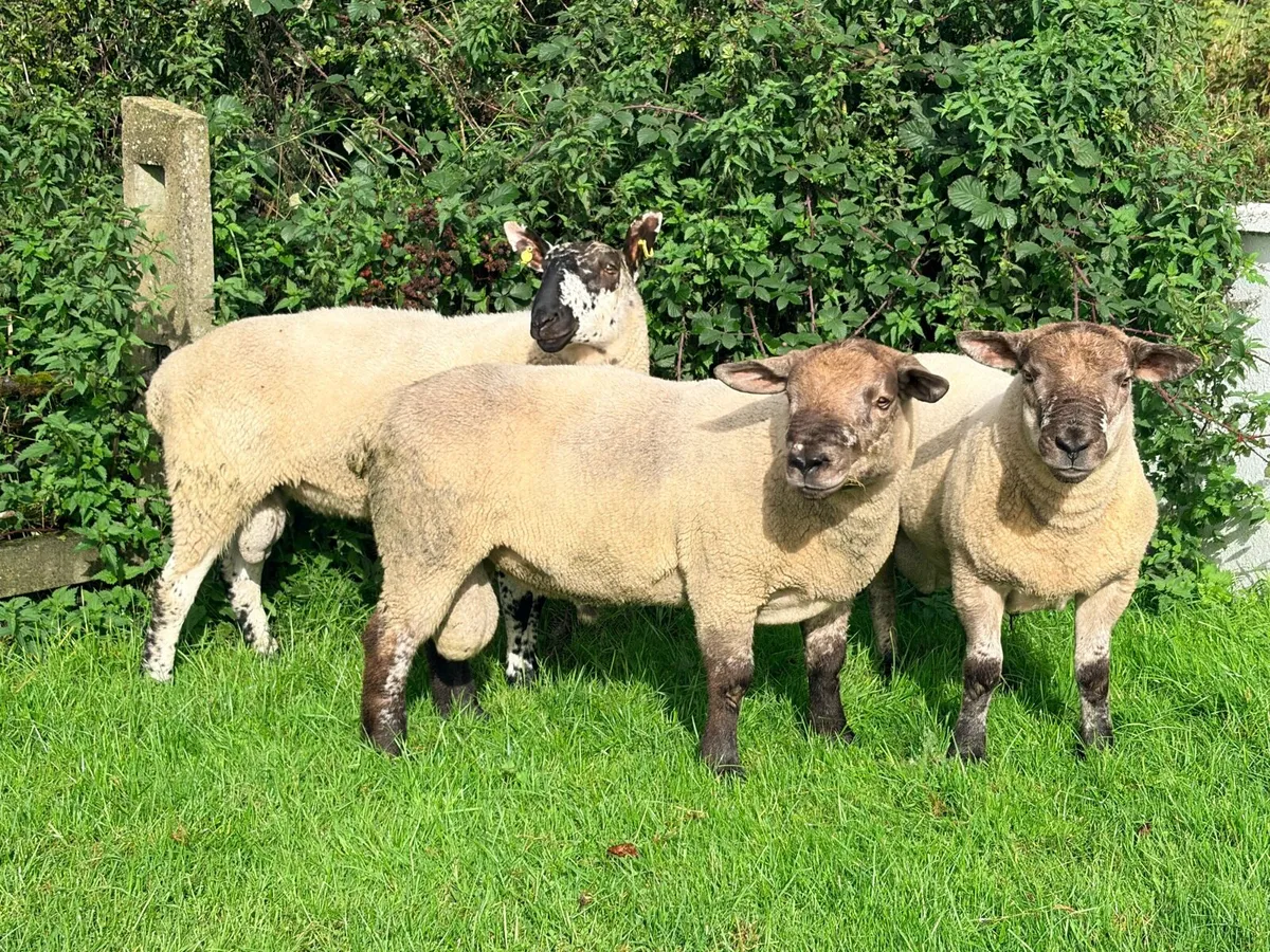 Suftex Milford and texel shearling rams - Image 2