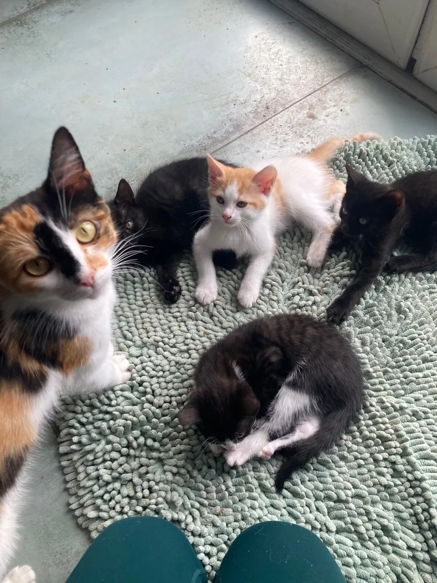Kittens - Image 1