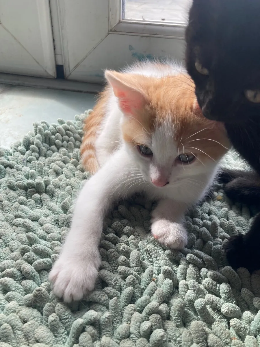 Kittens - Image 2