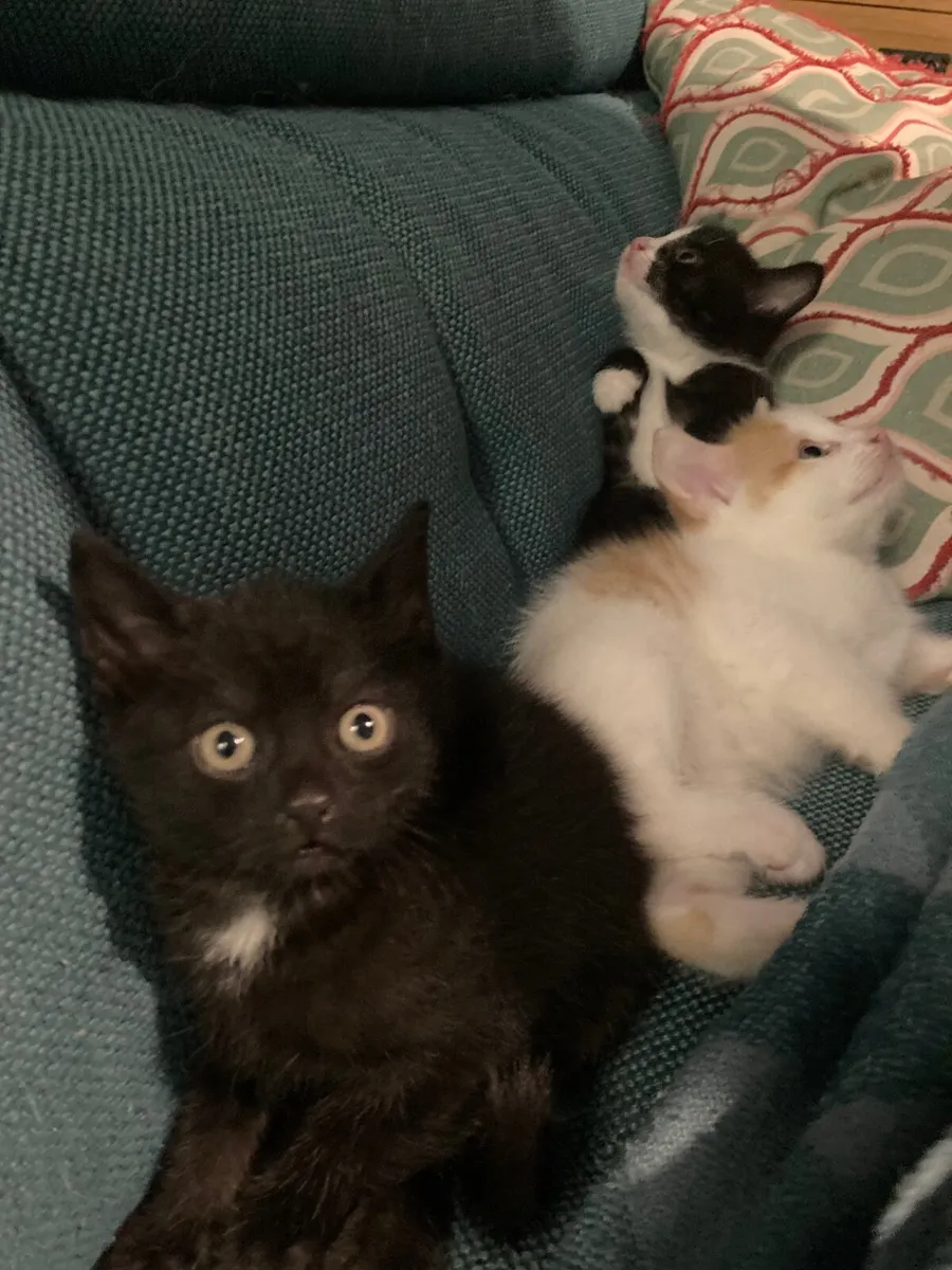 Kittens - Image 3