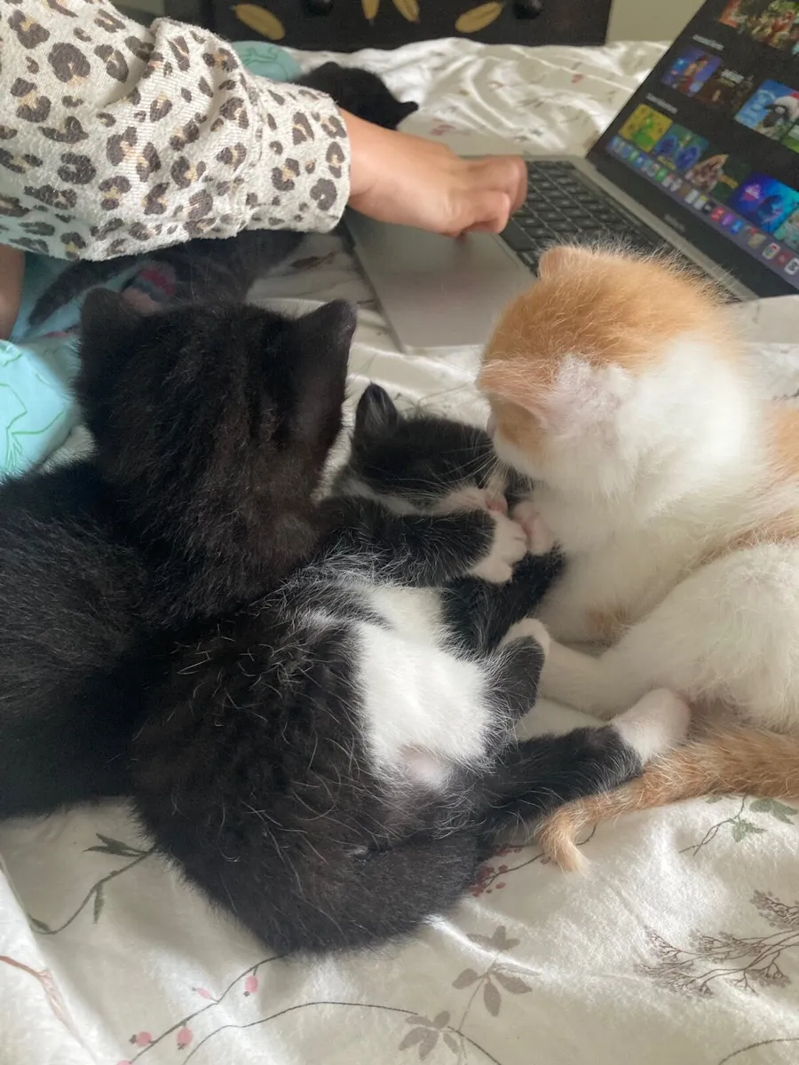 Kittens - Image 4