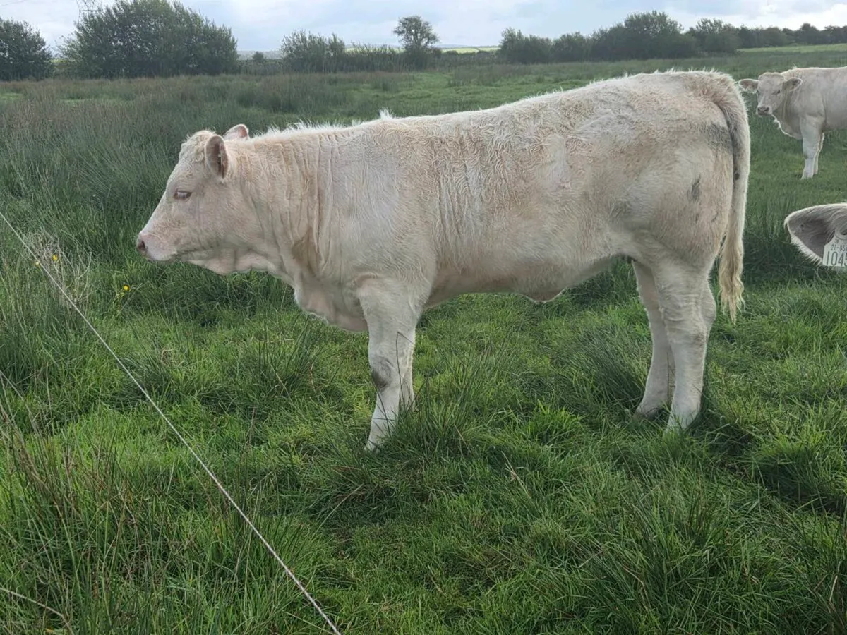 Weanling Heifers @ kilfenora mart - Image 1