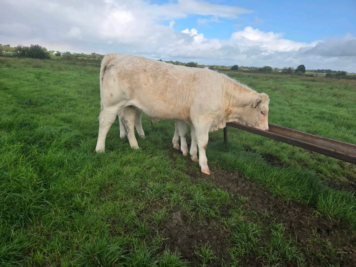 Weanling Heifers @ kilfenora mart - Image 2