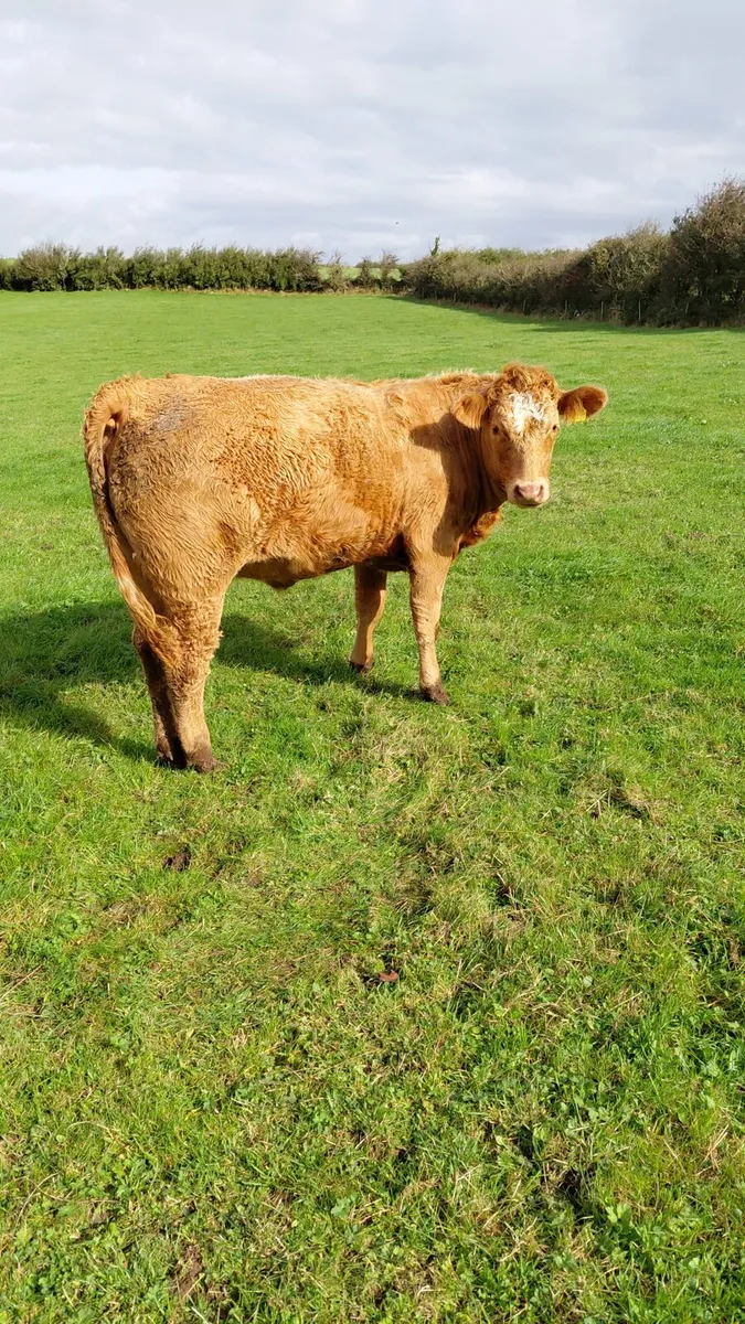 Weanling Heifers @ kilfenora mart - Image 3