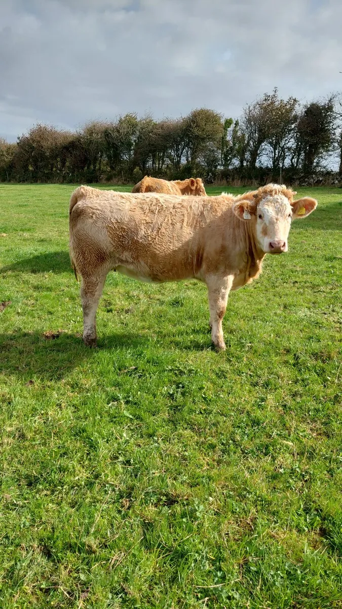 Weanling Heifers @ kilfenora mart - Image 4
