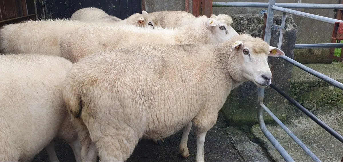 Sheep - Image 2