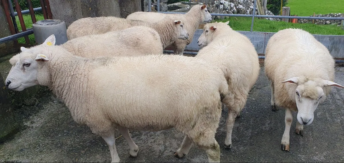 Sheep - Image 1