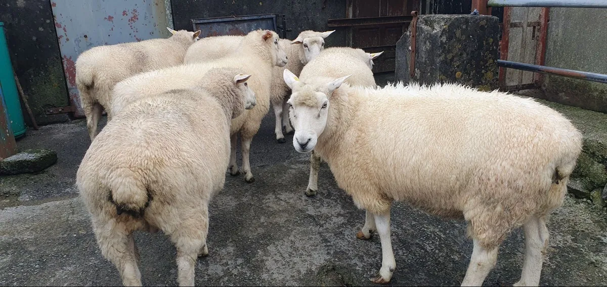 Sheep - Image 3