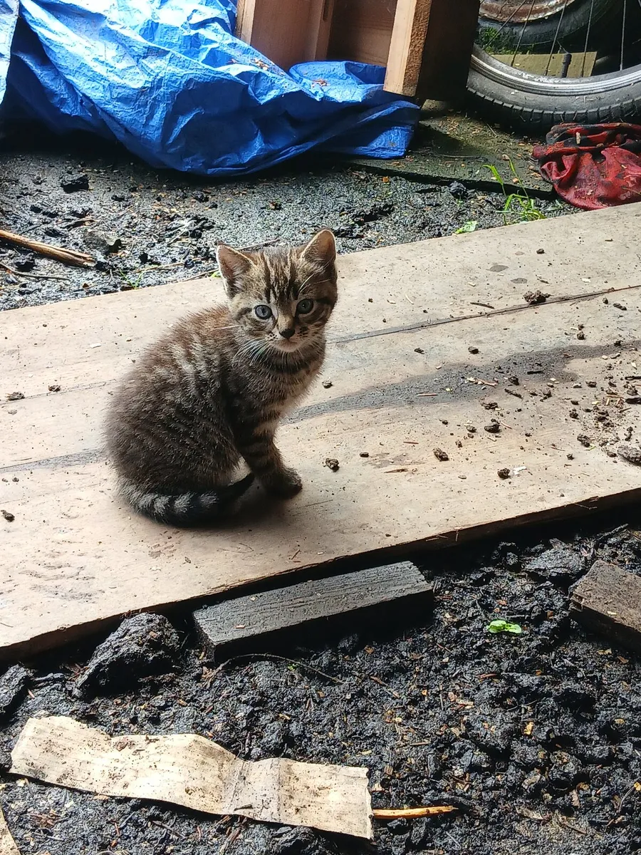 Kittens - Image 1