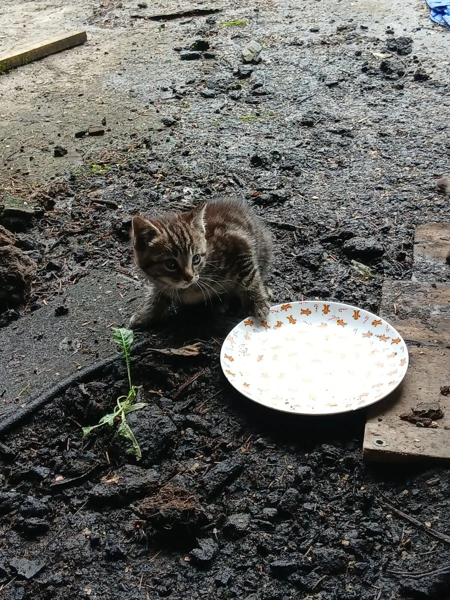 Kittens - Image 2
