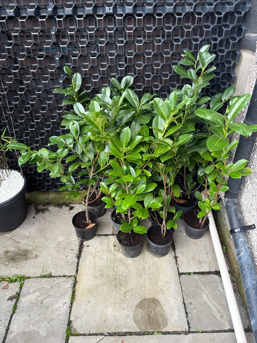 Hedging