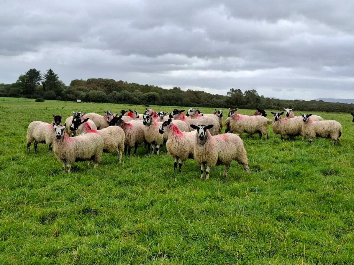 Mayo mule Ewe Lambs - Image 1