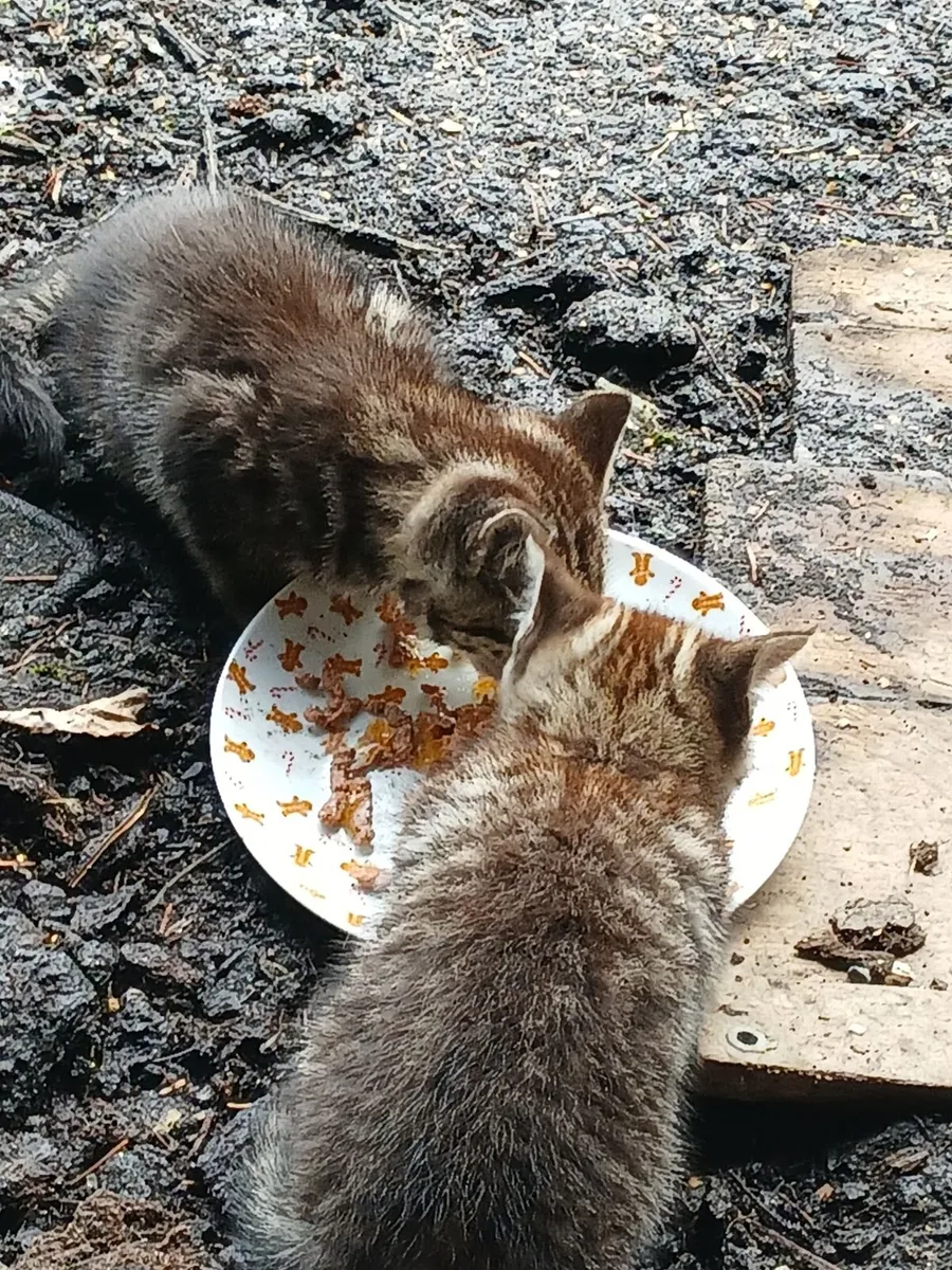 Kittens - Image 3