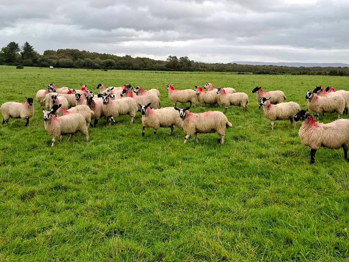 Mayo mule Ewe Lambs - Image 2