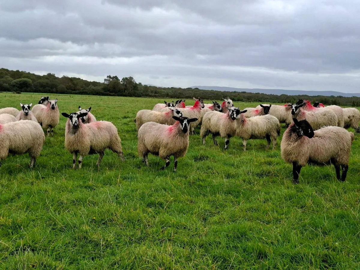 Mayo mule Ewe Lambs - Image 3