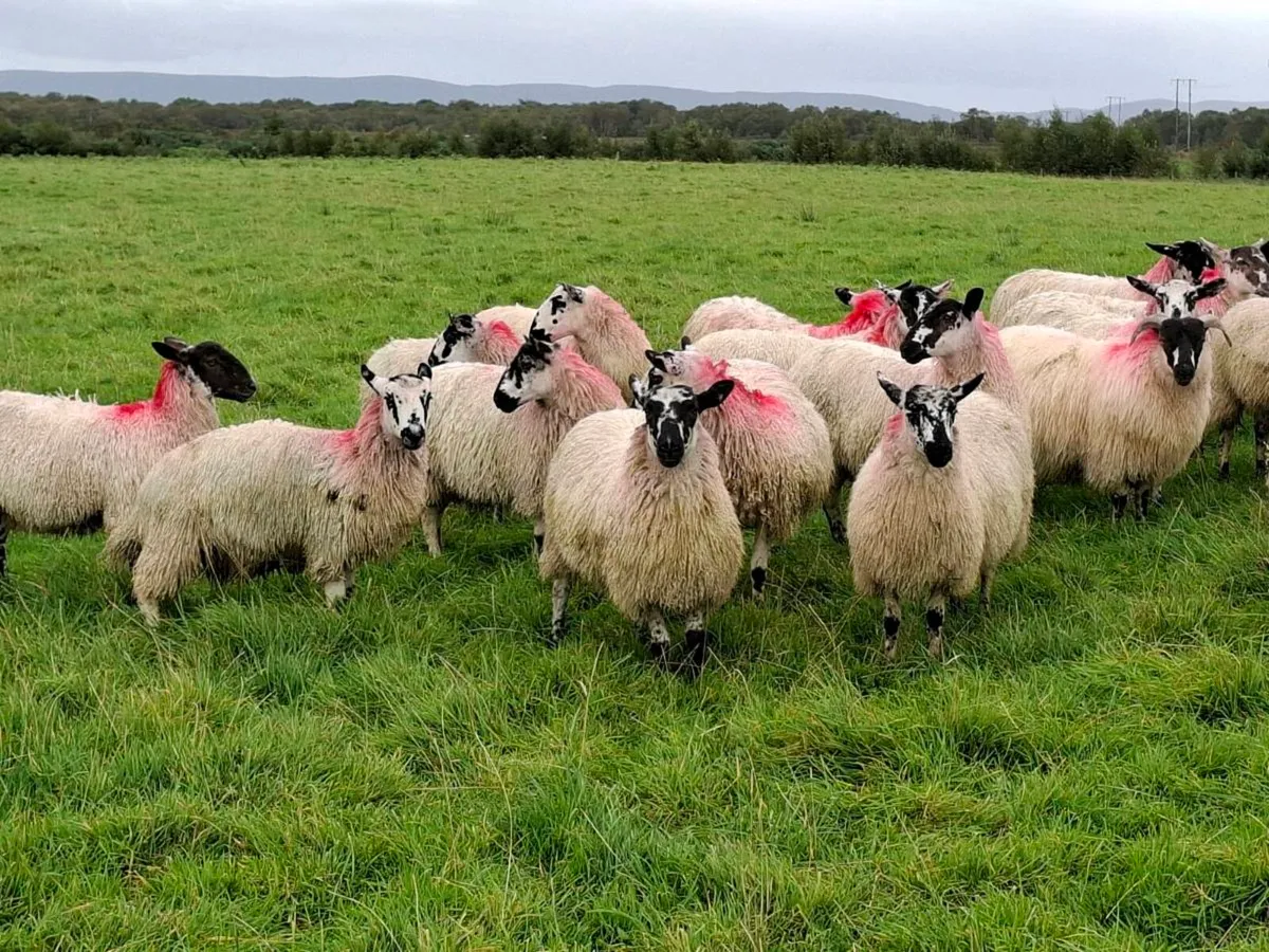 Mayo mule Ewe Lambs - Image 4