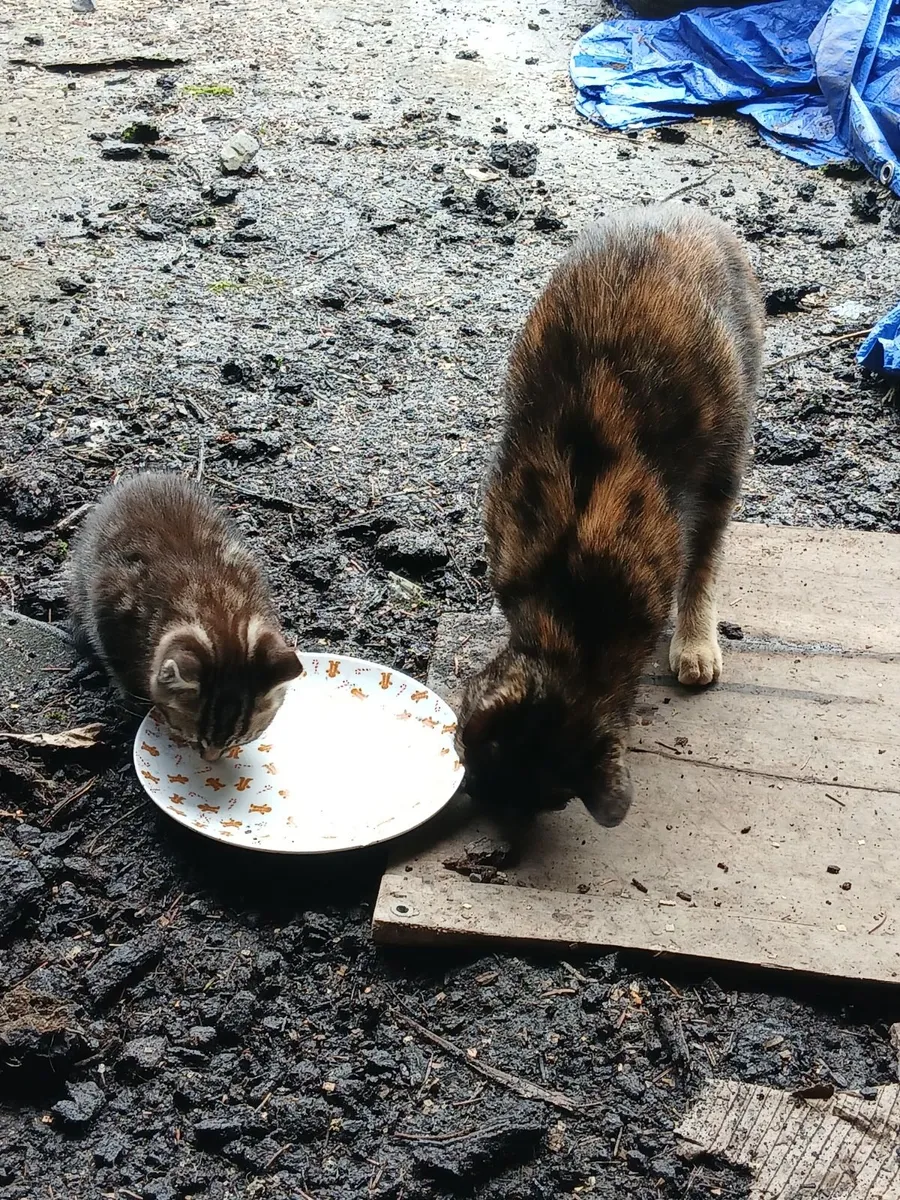 Kittens - Image 4