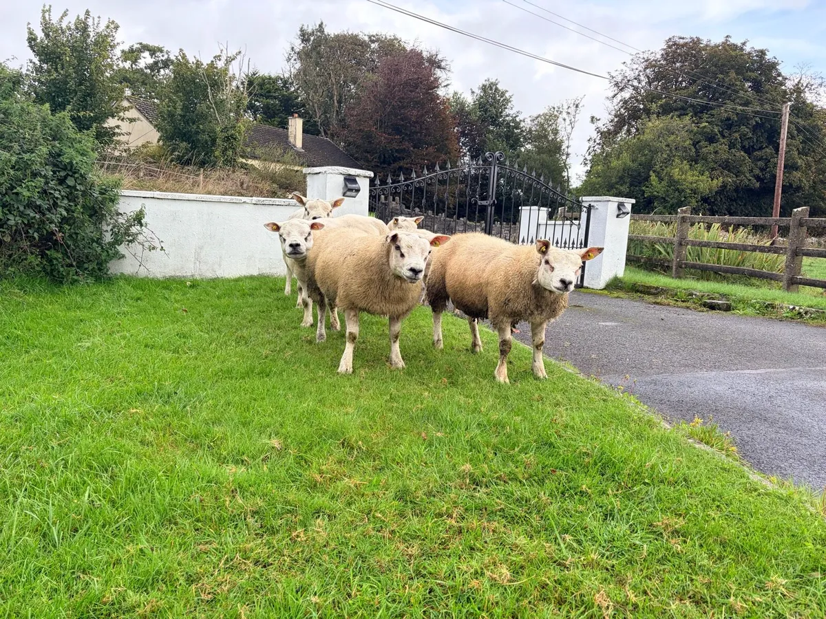 Suftex Milford and texel shearling rams - Image 4