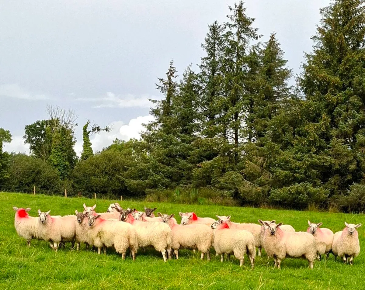Cheviot X Mayo Ewe lambs - Image 2