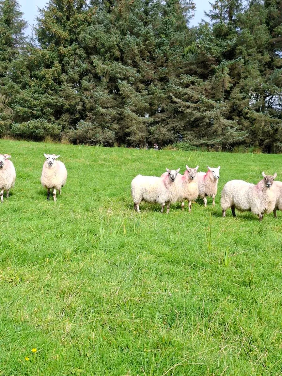 Cheviot X Mayo Ewe lambs - Image 3