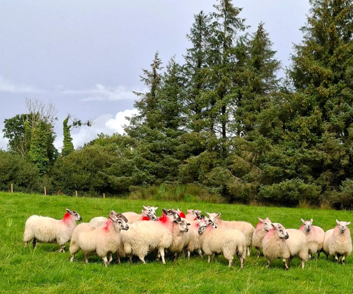Cheviot X Mayo Ewe lambs - Image 1