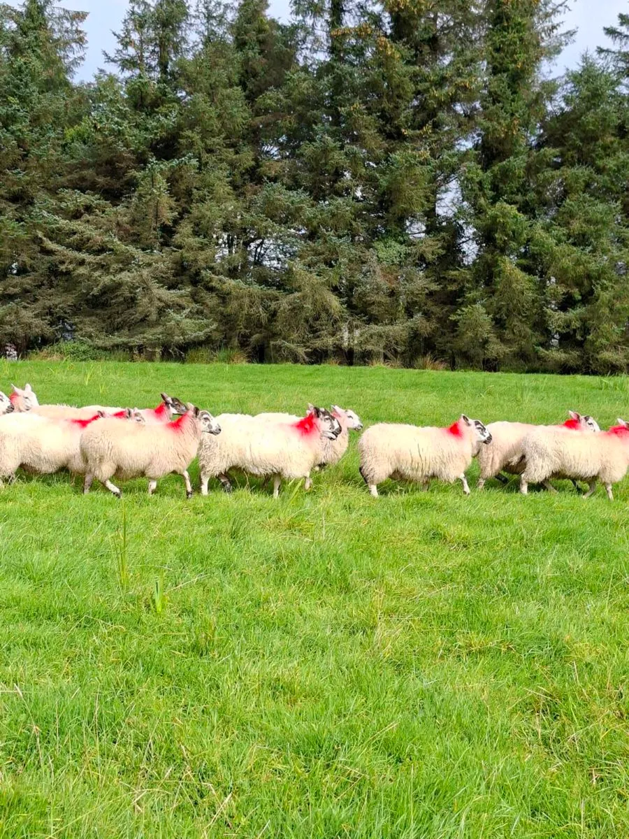 Cheviot X Mayo Ewe lambs - Image 4